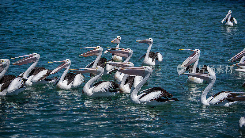 澳大利亚鹈鹕(Pelecanus anisoillatus)